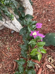 Bougainvillea glabra
