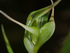 Pterostylis banksii