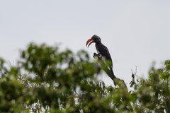 Lophoceros alboterminatus