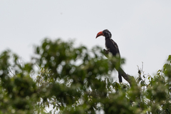 Lophoceros alboterminatus