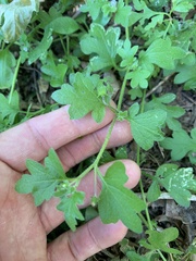 Nemophila parviflora