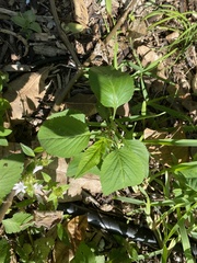 Acalypha ostryifolia