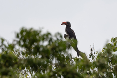 Lophoceros alboterminatus