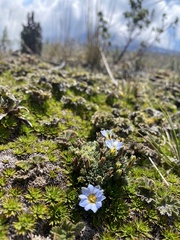 Gentiana sedifolia