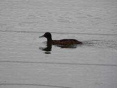 Heteronetta atricapilla