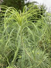 Helianthus salicifolius