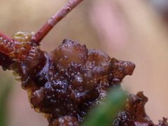 Scytinium polycarpum