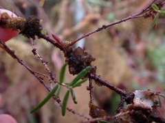 Scytinium polycarpum