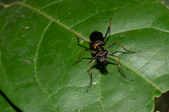 Odontocheila