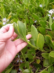 Scaevola calendulacea
