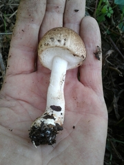 Agaricus sylvaticus