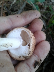Agaricus sylvaticus