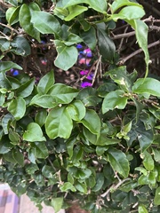 Bougainvillea glabra