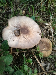 Agaricus sylvaticus