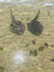 Trygonorrhina dumerilii