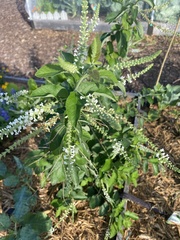 Aloysia