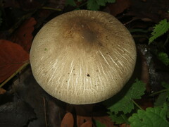 Agaricus moelleri
