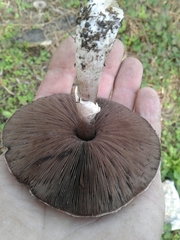 Agaricus sylvaticus