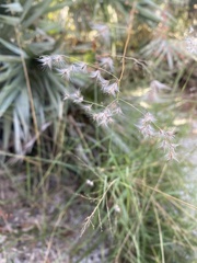 Melinis repens