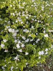 Jasminum multiflorum