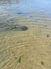 Trygonorrhina dumerilii