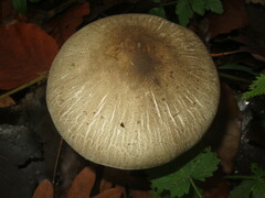 Agaricus moelleri