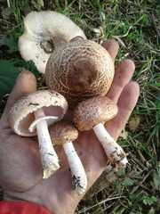 Agaricus sylvaticus
