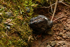 Anaxyrus americanus