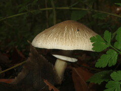 Agaricus moelleri