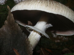Agaricus moelleri