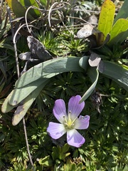 Gentianella cerastioides