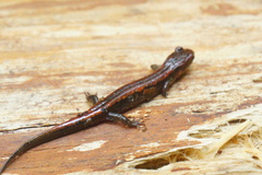 Plethodontinae