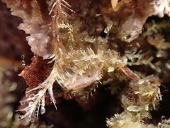 Lophocolea bidentata