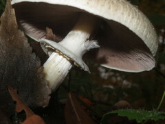 Agaricus moelleri
