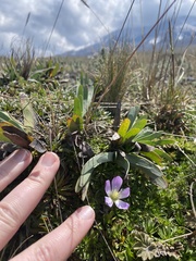 Gentianella cerastioides