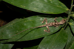 Anolis scypheus