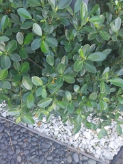 Laurelia sempervirens