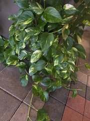 Epipremnum