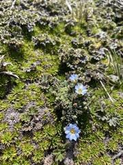 Gentiana sedifolia