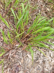 Paspalum scrobiculatum