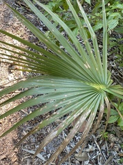 Sabal palmetto