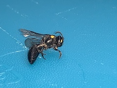 Hylaeus nubilosus