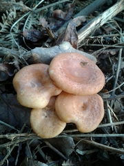 Paralepista gilva