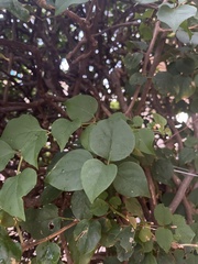 Bougainvillea glabra