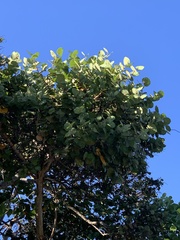 Coccoloba uvifera