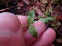 Stellaria crispa