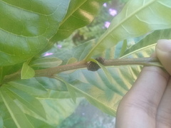Protaetia fusca