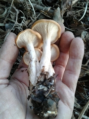 Paralepista gilva