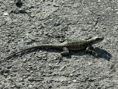 Tropidurus torquatus