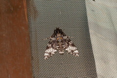 Isognathus excelsior